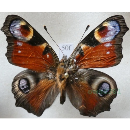 Aglais io (Linnaeus, 1758) Rusałka pawik Czech50f